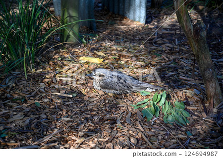 Bird park at Moonlight Sanctuary in Melbourne, Australia. Bush Curlew (burhinus grallarius) 124694987