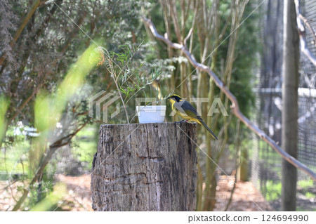 馬丘月光保育區鳥類公園（黃冠食蜜鳥） 124694990