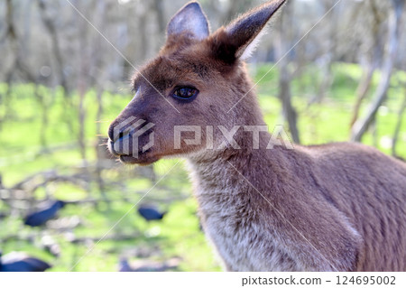 Kangaroos on the grass at Moonlight Sanctuary in Melbourne, Australia 124695002