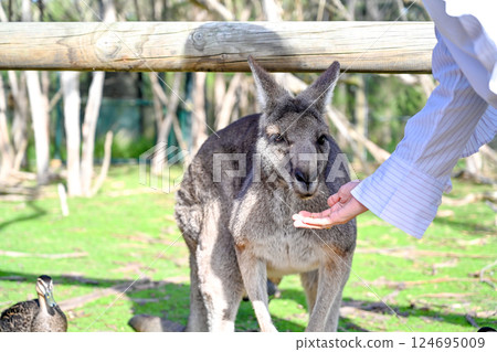 Kangaroos on the grass at Moonlight Sanctuary in Melbourne, Australia 124695009