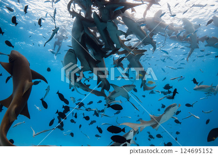 Group of nurse sharks underwater in ocean. Aquatic life in Maldives Group of nurse sharks underwater in ocean. Aquatic life in Maldives 124695152