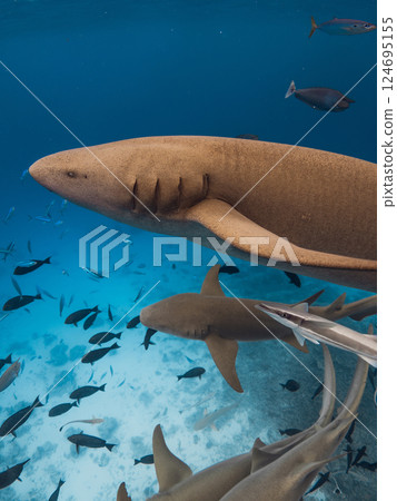 Nurse shark and fish swims underwater in blue sea Nurse shark and fish swims underwater in blue sea 124695155