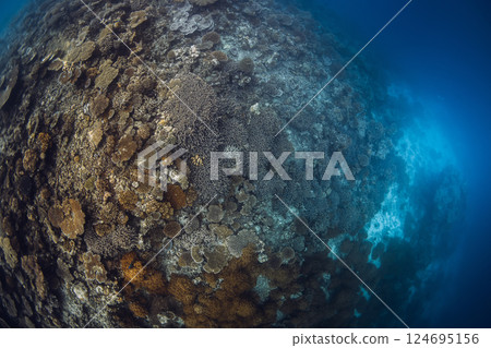 Amazing corals in blue ocean in Maldives. Underwater panorama 124695156