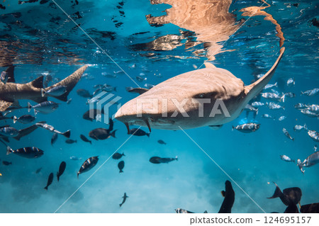 Nurse shark and tropical fish close up underwater in clear ocean. Nurse shark and tropical fish close up underwater in clear ocean. 124695157