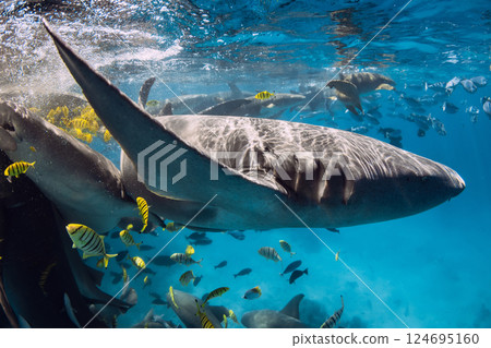 Nurse shark and tropical fishes close up underwater in ocean. Nurse shark and tropical fishes close up underwater in ocean. 124695160