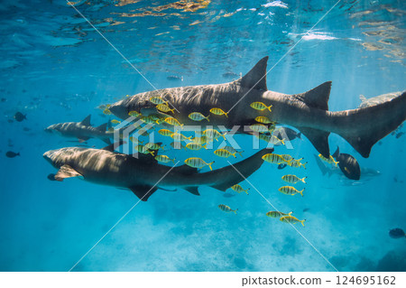 Sharks swims with yellow fish in sea. Nurse sharks underwater in blue ocean 124695162
