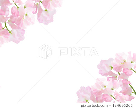 Spring fresh flower frame background material pale pink beautiful sweet pea background material Spring fresh flower frame background material pale pink beautiful sweet pea background material 124695265