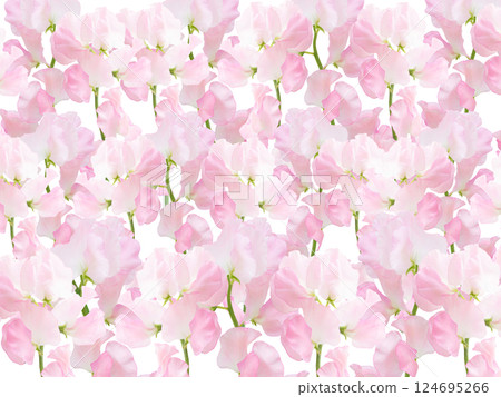 Spring fresh flower wallpaper, beautiful background material, pale pink, sweet pea, background material 124695266