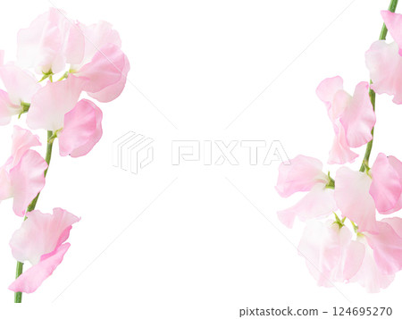 Pink fresh flowers Spring frame Background image material Sweet pea on both ends Beautiful 124695270