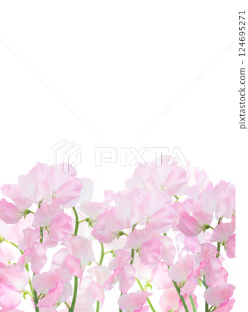 Spring fresh bouquet background material Frame Pale pink Sweet pea Background material 124695271