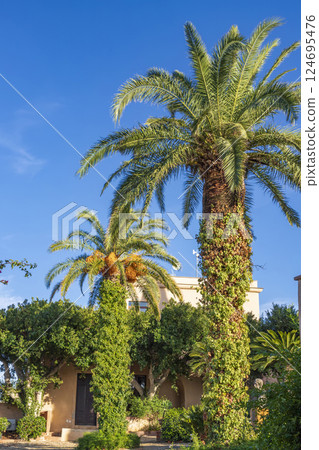 Beautiful big palms Beautiful big palms 124695476