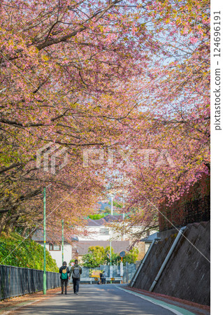 埼玉縣川口市禦光院安行櫻 埼玉縣川口市禦光院安行櫻 124696191