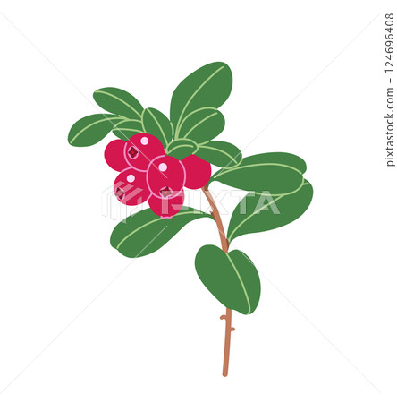 Lingonberry Branch with Red Berries and Leaves 124696408