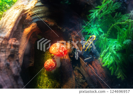 Poisonous black and yellow frog on log next to bright red mushrooms among mosses and Bracken Poisonous black and yellow frog on log next to bright red mushrooms among mosses and Bracken 124696957