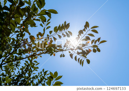 發光在藍天的樹的綠色 124697133