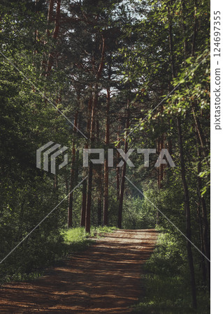 Pathway alley through the green forest park on a clear day. Soft sunlight, sunbeams, shadows. Summer, nature, environment, ecology, ecotourism, hiking, walking, exploring 124697355