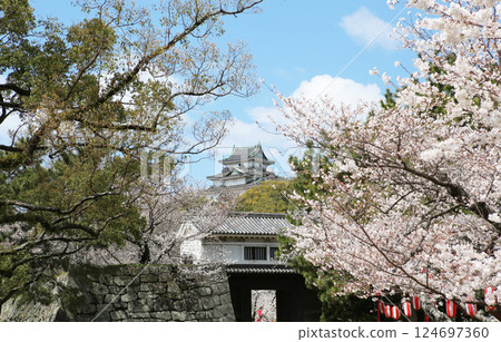 從和歌山市岡口門拍攝的櫻花盛開的和歌山城 從和歌山市岡口門拍攝的櫻花盛開的和歌山城 124697360