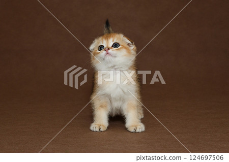 Portrait of a small Scottish fold kitten 124697506