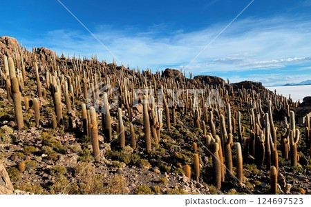 Cacti island Isla Incahuasi in Salar de Uyuni desert in Bolivia. 124697523