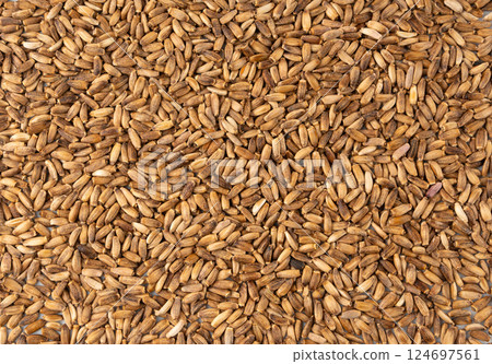 Milk thistle seeds, silybum marianum grains, dry blessed milkthistle fruits, variegated thistle kernels 124697561