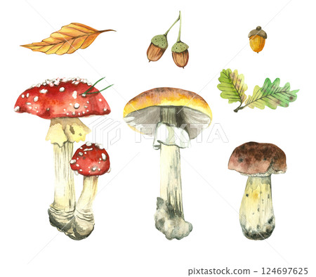 Set of forest mushrooms, fly agarics, birch boletes, porcini mushroom, tree leaves, acorns, oak leaves. All objects are hand-drawn with watercolors. For design of packaging, books, postcards. 124697625