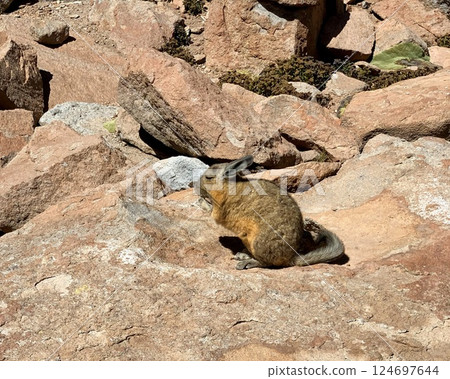 Viscacha rodent in the desert. Viscacha rodent in the desert. 124697644
