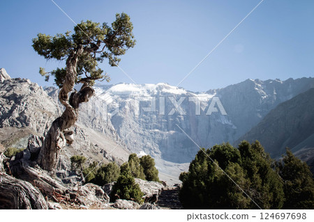 Twisted Juniper Tree stands on Hilly Terrain Lawn next to rocks and cliffs. Mountain peak is visible in background under a clear Blue sky on Sunny day. The plant is twisted in Fan Mountains 124697698
