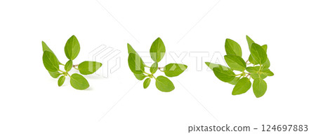 Fresh thyme twig isolated, fresh marjoram leaves, oregano sprig, green thyme seasoning leaf, thyme leaves Fresh thyme twig isolated, fresh marjoram leaves, oregano sprig, green thyme seasoning leaf, thyme leaves 124697883