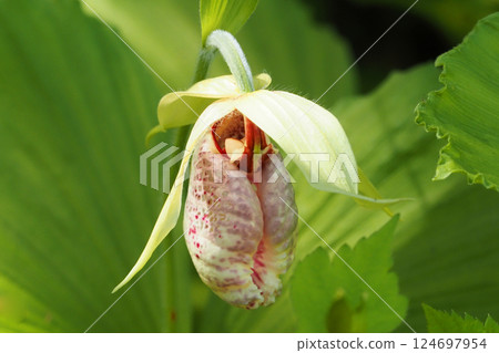 熊花 熊花 124697954