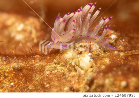 A beautiful sea slug in purple and white color. Nudibranch Flabellina in a tropical coral reef A beautiful sea slug in purple and white color. Nudibranch Flabellina in a tropical coral reef 124697955