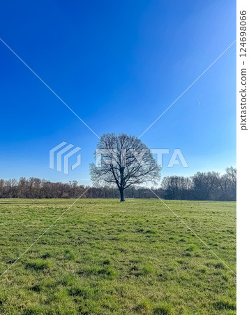 Solitary Bare Tree in Green Field, Clear Blue Sky, Open Landscape, Peaceful, Natural Scenery. High quality photo Solitary Bare Tree in Green Field, Clear Blue Sky, Open Landscape, Peaceful, Natural Scenery. High quality photo 124698066