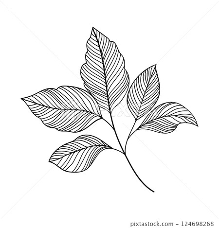 Detailed Leaves Illustrations. Detailed contour illustrations of leaves in various shapes. 124698268