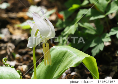 White flower flower flower White flower flower flower 124698467