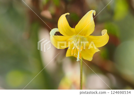 Flower of Kibanakatakuri Flower of Kibanakatakuri 124698534