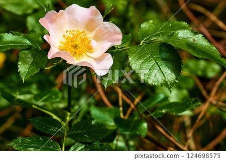 Pink rosehip flower in a sunbeam among green foliage Pink rosehip flower in a sunbeam among green foliage 124698575