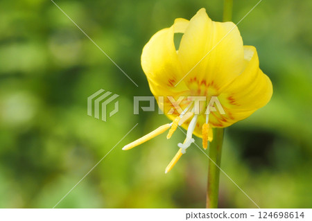 Flower of Kibanakatakuri 124698614