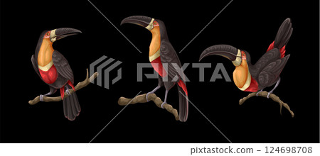 Toucans on the branches isolated. Vector. 124698708