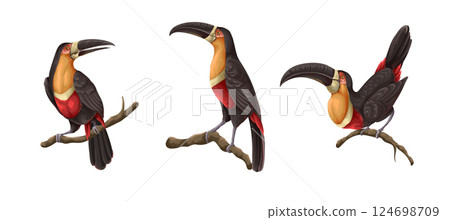 Toucans on the branches isolated. Vector. 124698709