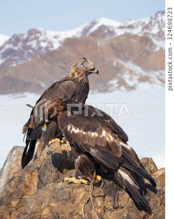 Close up two golden eagles are resting Close up two golden eagles are resting 124698723