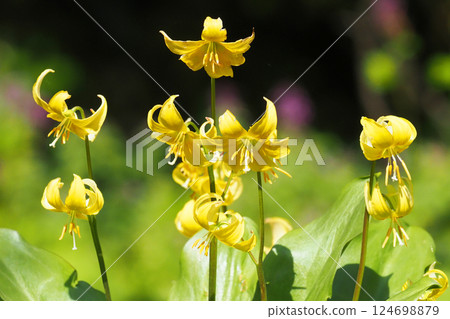 Flower of Kibanakatakuri Flower of Kibanakatakuri 124698879