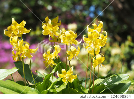 Flower of Kibanakatakuri 124698894