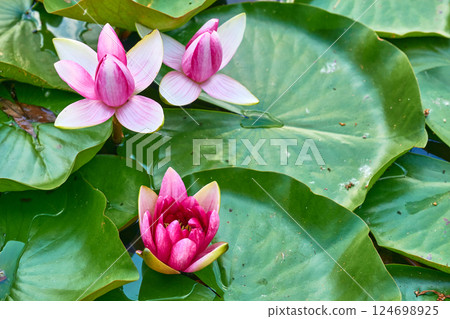 Delicate nice pink water lilies Nymphaea on river, pond shore 124698925