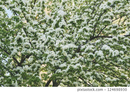 Spring green white nice warm flowering tree 124698930