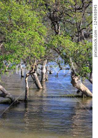 Conditions inside the mangrove forest, Mangrove plants growing in wetlands, Coastal mangrove forest leaves. Conditions inside the mangrove forest, Mangrove plants growing in wetlands, Coastal mangrove forest leaves. 124698945