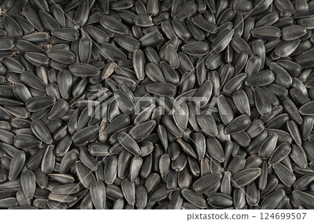 Sunflower seeds texture background, black sun flower grains snack pattern, edible oil kernels 124699507