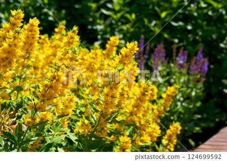 Thickets of wonderful yellow loosestrife flowers in the city park garden 124699592