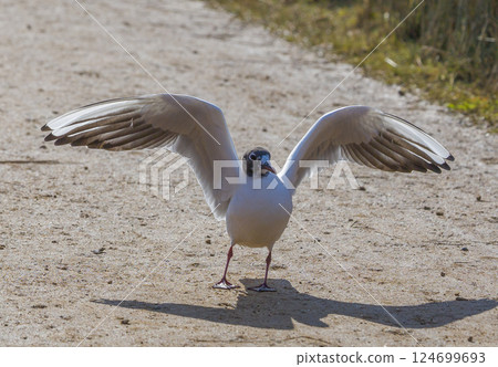 Black-Headed Gull Spreading Wings on Path Black-Headed Gull Spreading Wings on Path 124699693