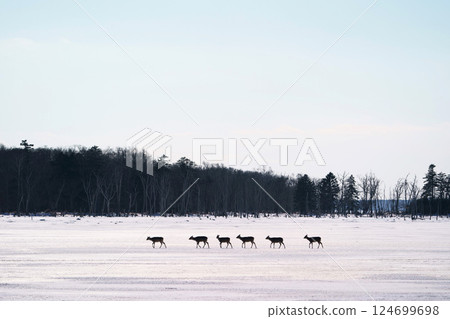 Ezo deer walking side by side in Notsuke Bay, Hokkaido Ezo deer walking side by side in Notsuke Bay, Hokkaido 124699698