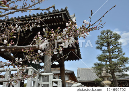 Konkai-Komyoji Temple: Cherry blossoms beginning to bloom and the bell tower (Sakyo Ward, Kyoto City) Konkai-Komyoji Temple: Cherry blossoms beginning to bloom and the bell tower (Sakyo Ward, Kyoto City) 124699702