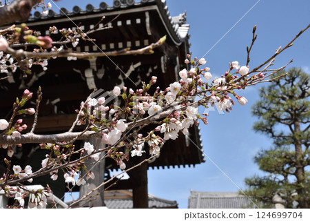 金界光明寺：櫻花盛開與鐘樓（京都市左京區） 124699704